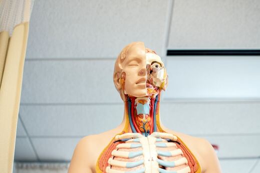 Anatomy of plastic cadaver with front part dissected in Sports medicine classroom